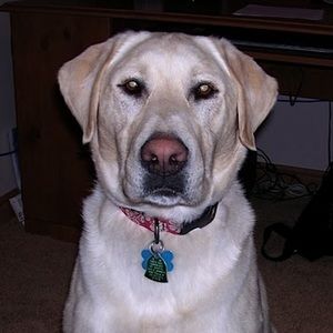 Meet your Posher, Quincy